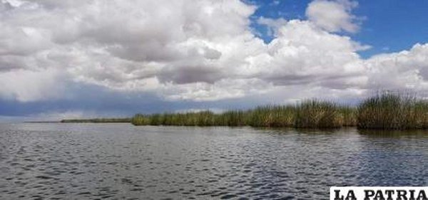 Producción de totora en Oruro