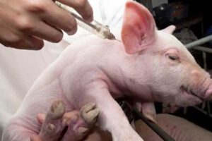 Peste porcina africana afecta a cerdos domésticos y salvajes