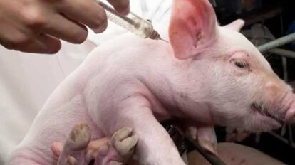 Peste porcina africana afecta a cerdos domésticos y salvajes