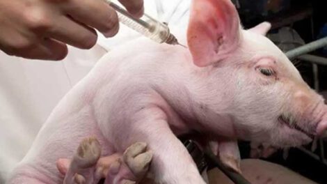 Peste porcina africana afecta a cerdos domésticos y salvajes
