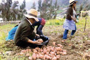 Producción de papa en Chuquisaca