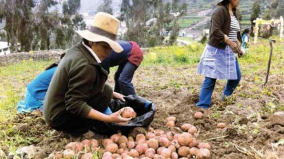 Producción de papa en Chuquisaca