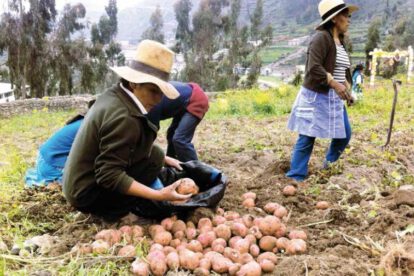 Producción de papa en Chuquisaca