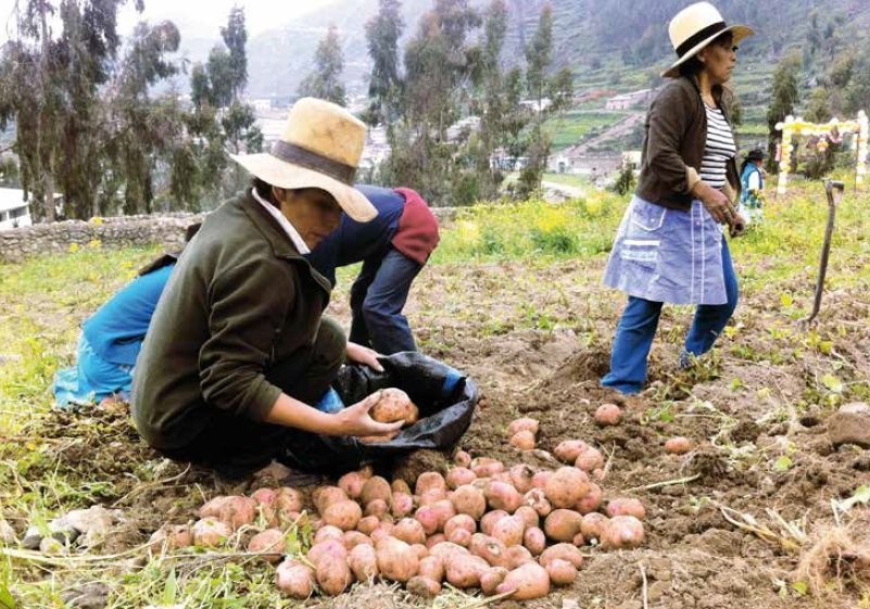 Producción de papa en Chuquisaca