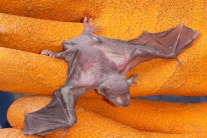 Descubren una nueva especie de murciélago Eptesicus langeri en Bolivia