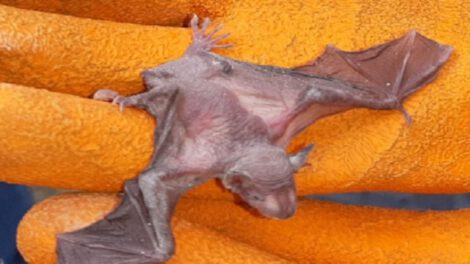 Descubren una nueva especie de murciélago Eptesicus langeri en Bolivia