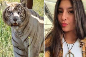 Tigre mata a una cuidadora en zoológico en Chile
