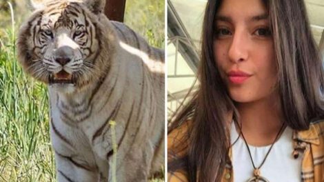 Tigre mata a una cuidadora en zoológico en Chile