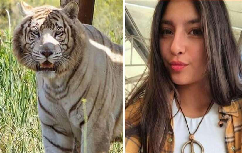 Tigre mata a una cuidadora en zoológico en Chile