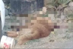 Aprehenden a hombre por biocidio de Jack, el perro