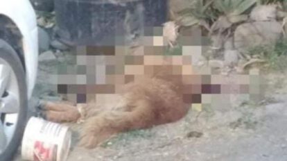 Aprehenden a hombre por biocidio de Jack, el perro