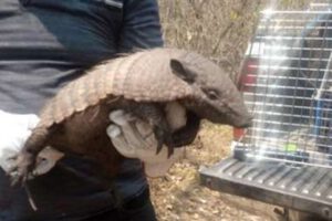 Rescate de animales en incendios en San Matías