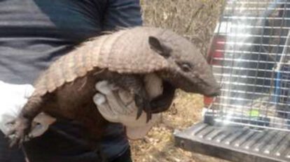 Rescate de animales en incendios en San Matías