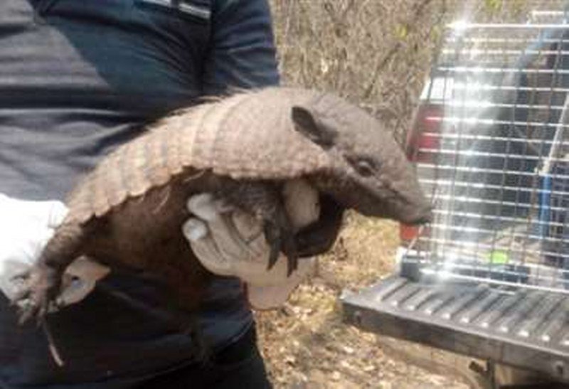 Rescate de animales en incendios en San Matías