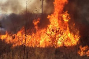 Incendios forestales en Santa Cruz