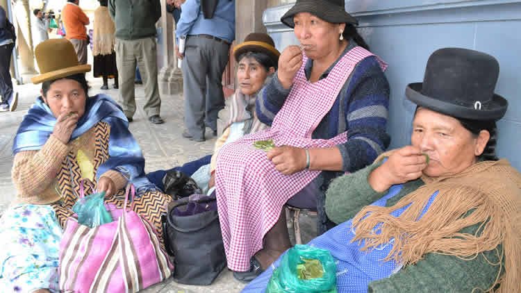 Censo 2022 y consumo de coca en Bolivia