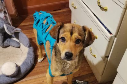 Jokito, la mascota rescatada que busca una familia definitiva