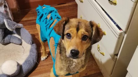 Jokito, la mascota rescatada que busca una familia definitiva