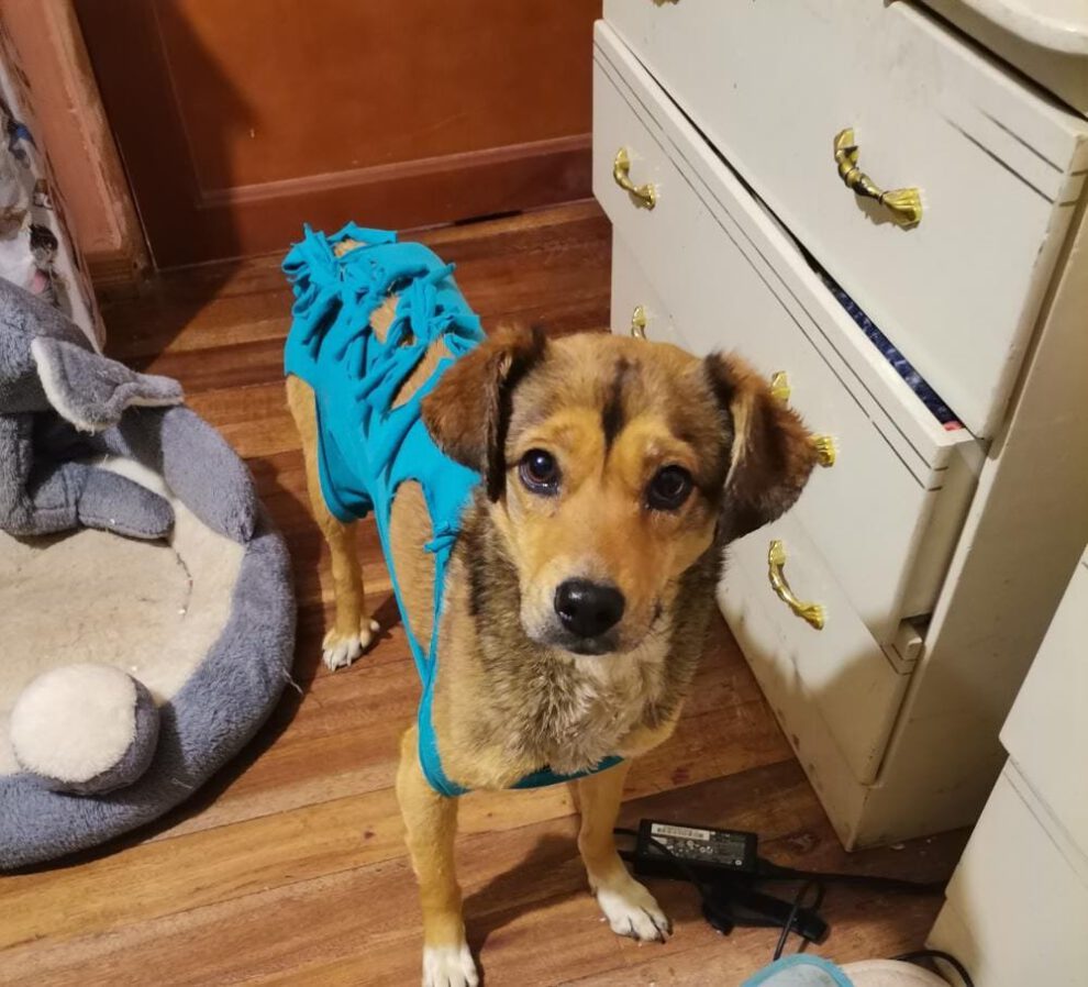 Jokito, la mascota rescatada que busca una familia definitiva