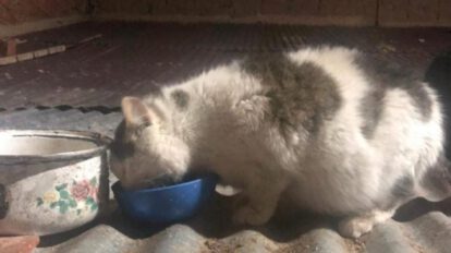 Marión la gatita busca un hogar