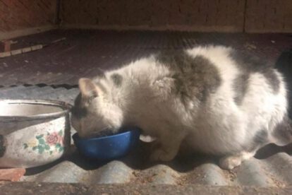 Marión la gatita busca un hogar
