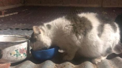 Marión la gatita busca un hogar