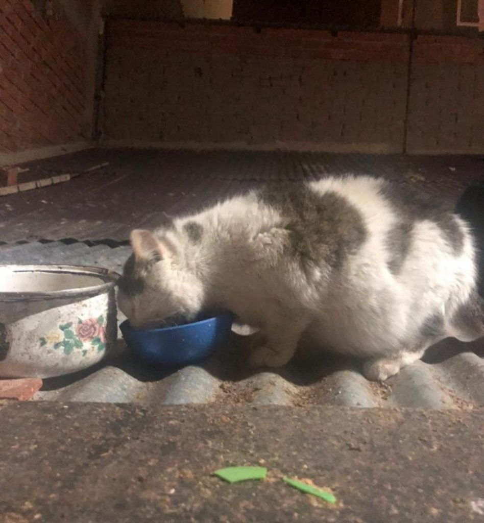 Marión la gatita busca un hogar