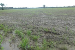 Interpelación al INRA sobre el manejo de tierras