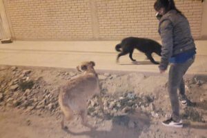 Familia alimenta a perritos en situación de calle