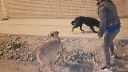 Familia alimenta a perritos en situación de calle