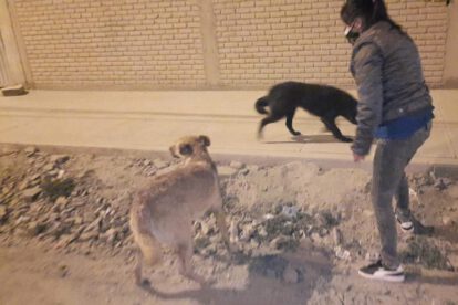 Familia alimenta a perritos en situación de calle