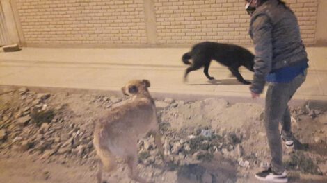 Familia alimenta a perritos en situación de calle
