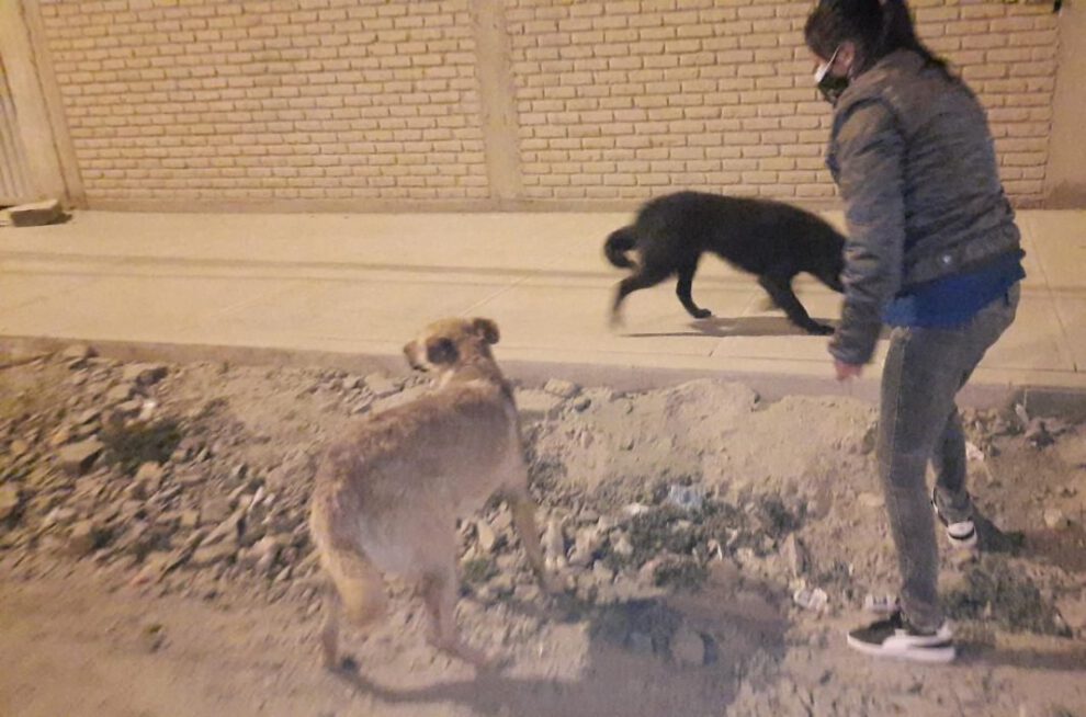 Familia alimenta a perritos en situación de calle