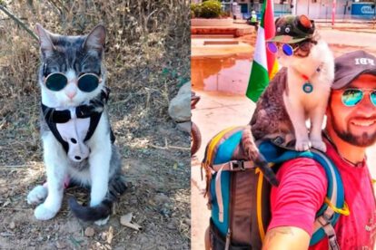 Gato Mochilero encontrado muerto por envenenamiento en Paraguay