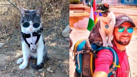 Gato Mochilero encontrado muerto por envenenamiento en Paraguay