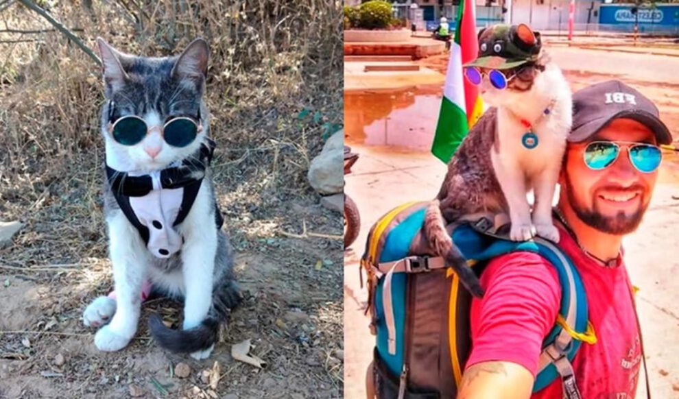 Gato Mochilero encontrado muerto por envenenamiento en Paraguay