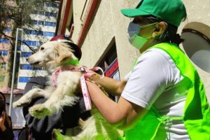 Ley Nº 700 maltrato animal en Cochabamba