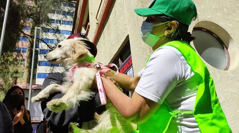 Ley Nº 700 maltrato animal en Cochabamba