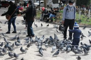 Excremento de palomas como vía de infección de salmonela