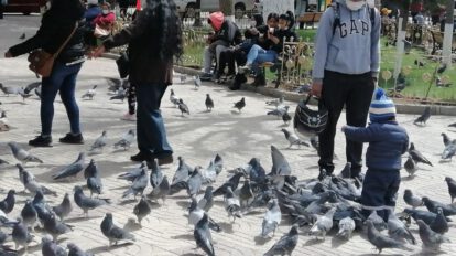 Excremento de palomas como vía de infección de salmonela