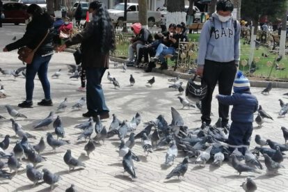 Excremento de palomas como vía de infección de salmonela
