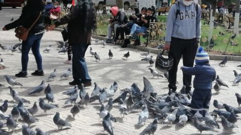 Excremento de palomas como vía de infección de salmonela