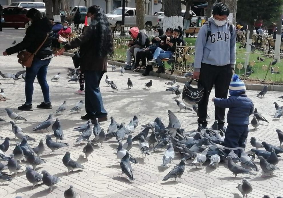 Excremento de palomas como vía de infección de salmonela