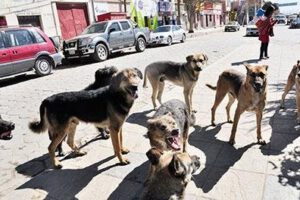agresiones caninas en Oruro