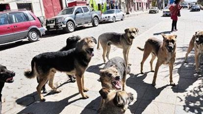 agresiones caninas en Oruro