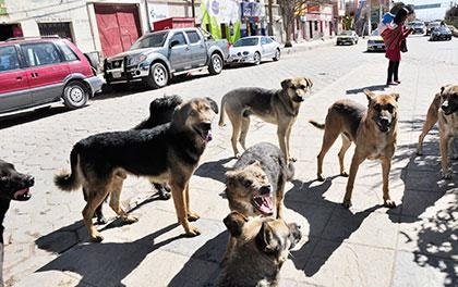 agresiones caninas en Oruro