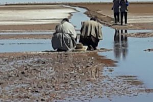 Urus claman por agua en el lago Poopó