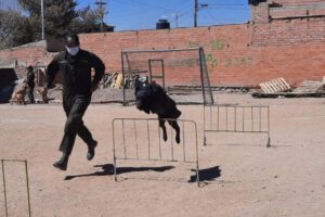 Perros de seguridad ciudadana en el Centro de Adiestramiento de Canes