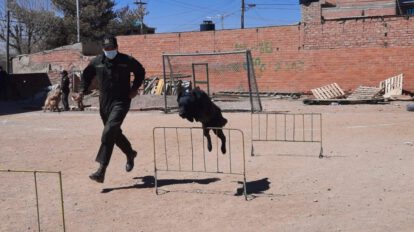 Perros de seguridad ciudadana en el Centro de Adiestramiento de Canes