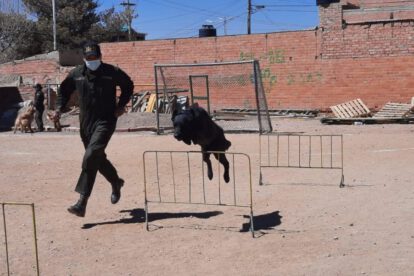 Perros de seguridad ciudadana en el Centro de Adiestramiento de Canes